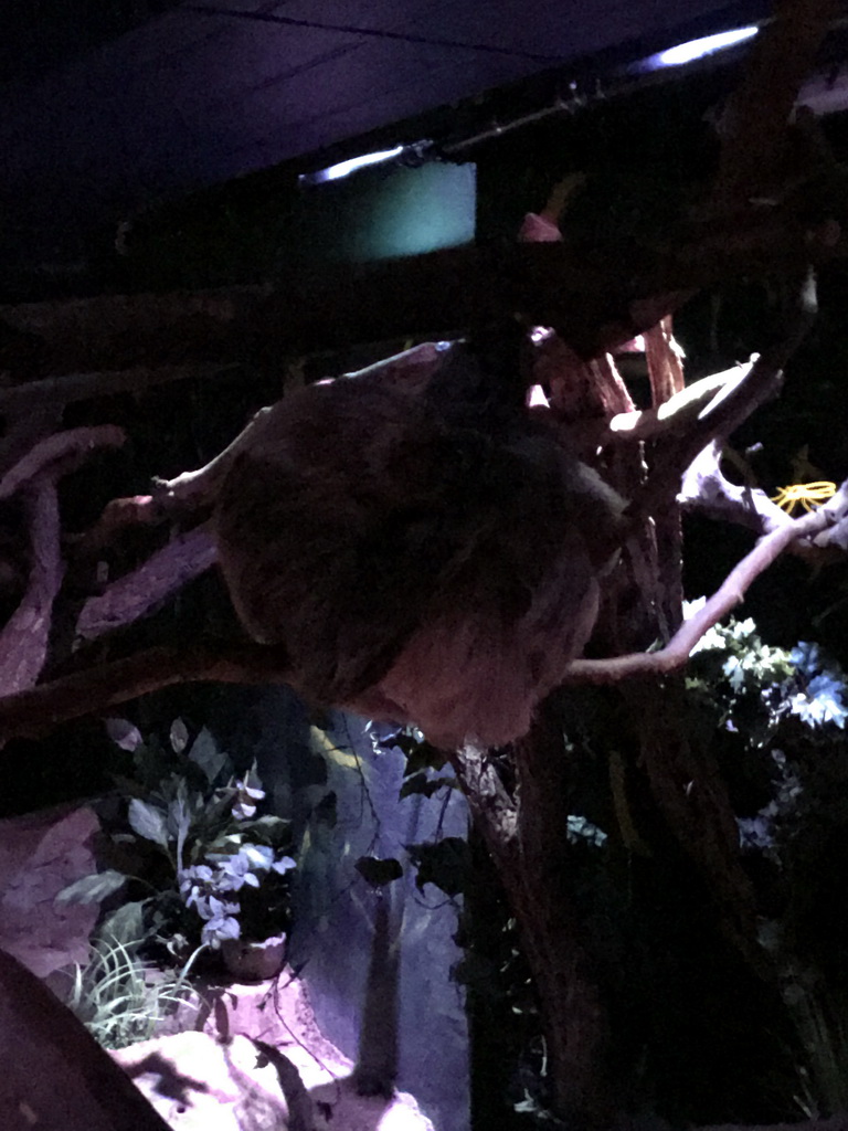 Linnaeus`s Two-toed Sloth at the Nocturama building at the Antwerp Zoo