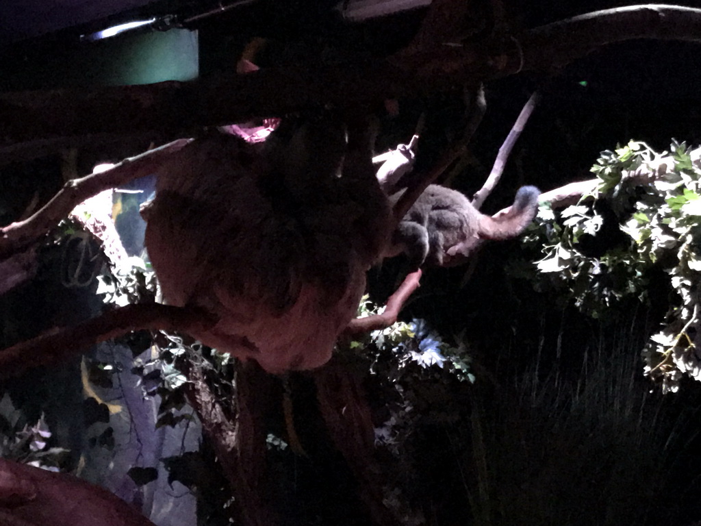 Linnaeus`s Two-toed Sloths at the Nocturama building at the Antwerp Zoo