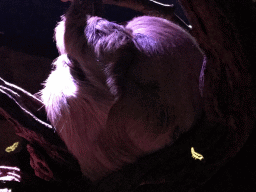 Linnaeus`s Two-toed Sloth at the Nocturama building at the Antwerp Zoo