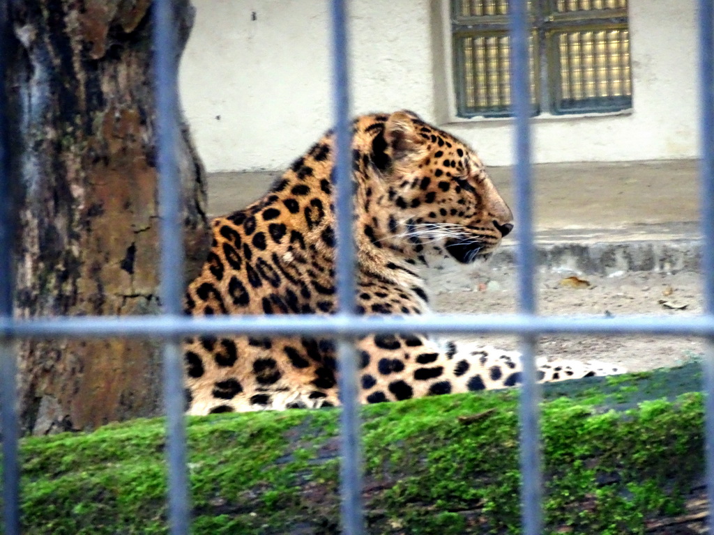 Amur Leopard at the Antwerp Zoo