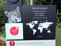 Explanation on the Amur Leopard at the Antwerp Zoo