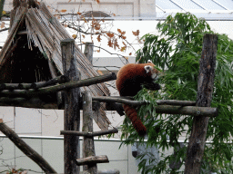 Red Panda at the Antwerp Zoo