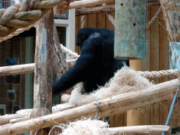 Chimpanzee at the Primate Building at the Antwerp Zoo