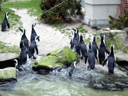 African Penguins at the Rotunda Building at the Antwerp Zoo