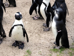 African Penguins at the Rotunda Building at the Antwerp Zoo