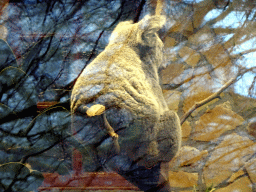 Queensland Koala at the Antwerp Zoo