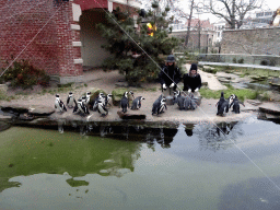 African Penguins being fed at the Rotunda Building at the Antwerp Zoo