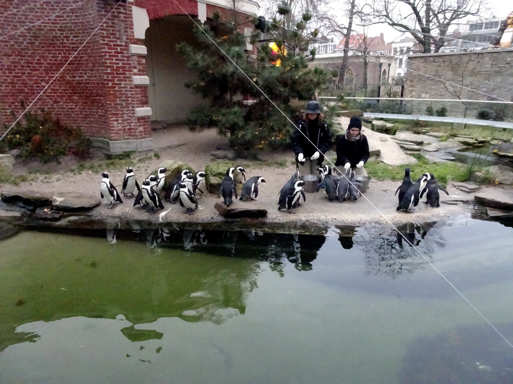 African Penguins being fed at the Rotunda Building at the Antwerp Zoo