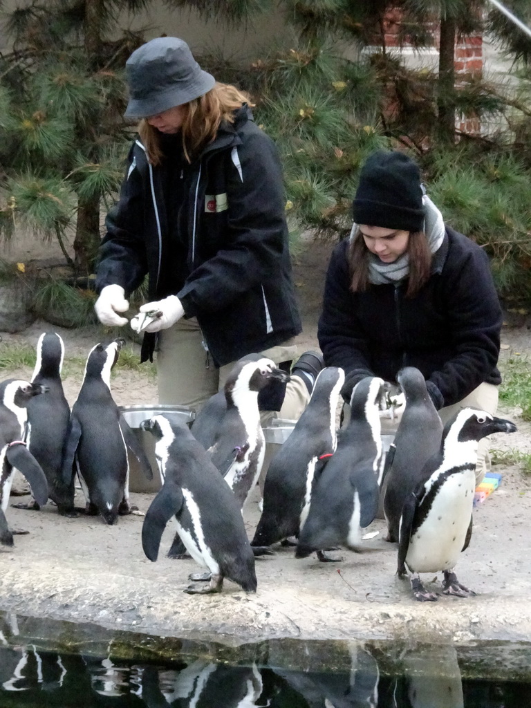 African Penguins being fed at the Rotunda Building at the Antwerp Zoo