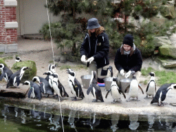 African Penguins being fed at the Rotunda Building at the Antwerp Zoo