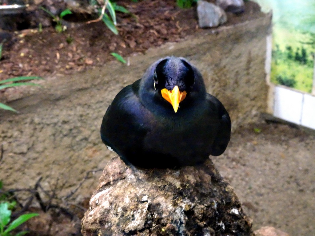 Common Hill Myna at the Bird Building at the Antwerp Zoo