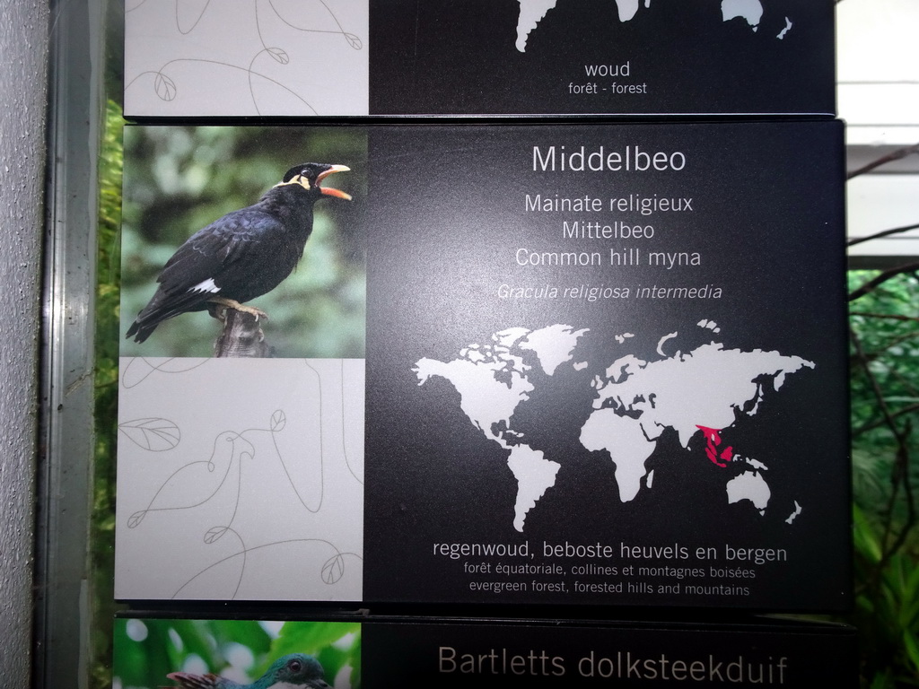 Explanation on the Common Hill Myna at the Bird Building at the Antwerp Zoo