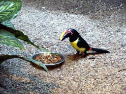 Green Aracari at the Bird Building at the Antwerp Zoo