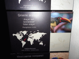 Explanation on the Green Aracari at the Bird Building at the Antwerp Zoo