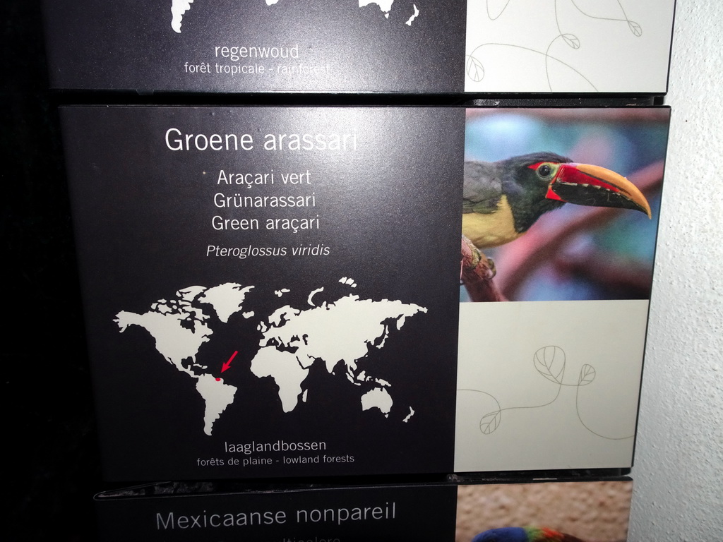 Explanation on the Green Aracari at the Bird Building at the Antwerp Zoo