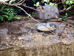 Timor Zebra Finches at the Bird Building at the Antwerp Zoo