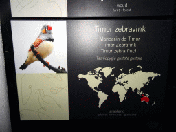 Explanation on the Timor Zebra Finch at the Bird Building at the Antwerp Zoo