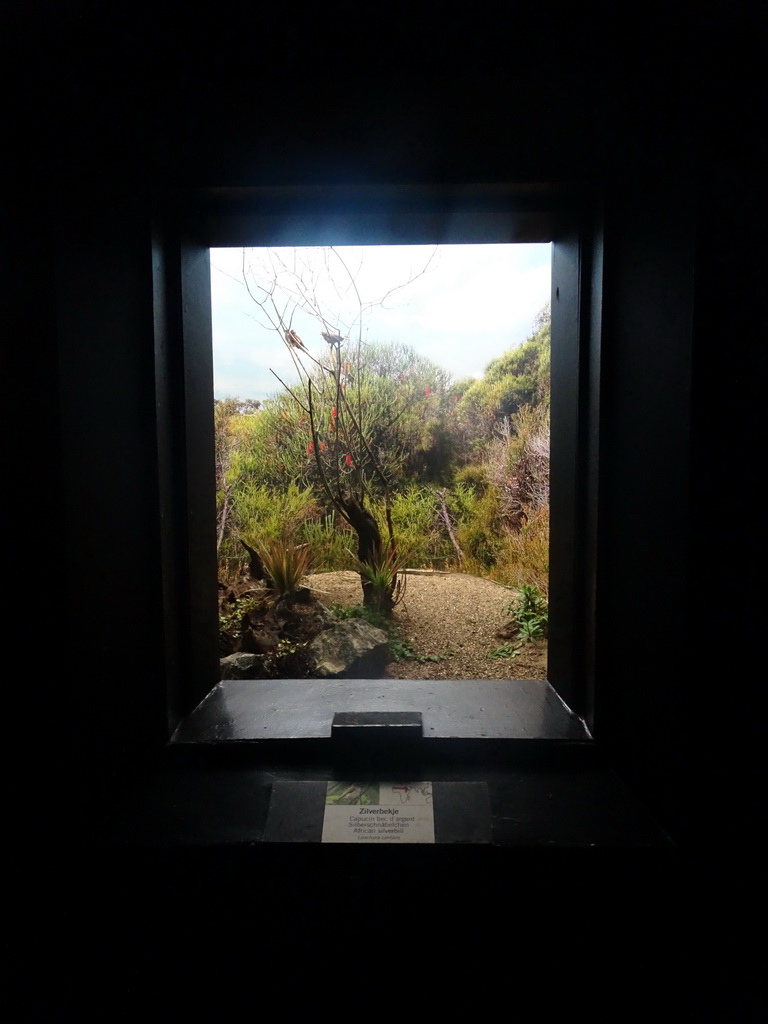 African Silverbills at the Bird Building at the Antwerp Zoo, with explanation