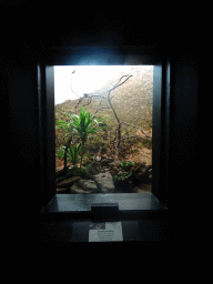 Gouldian Finches at the Bird Building at the Antwerp Zoo, with explanation