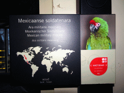 Explanation on the Mexican Military Macaw at the Bird Building at the Antwerp Zoo