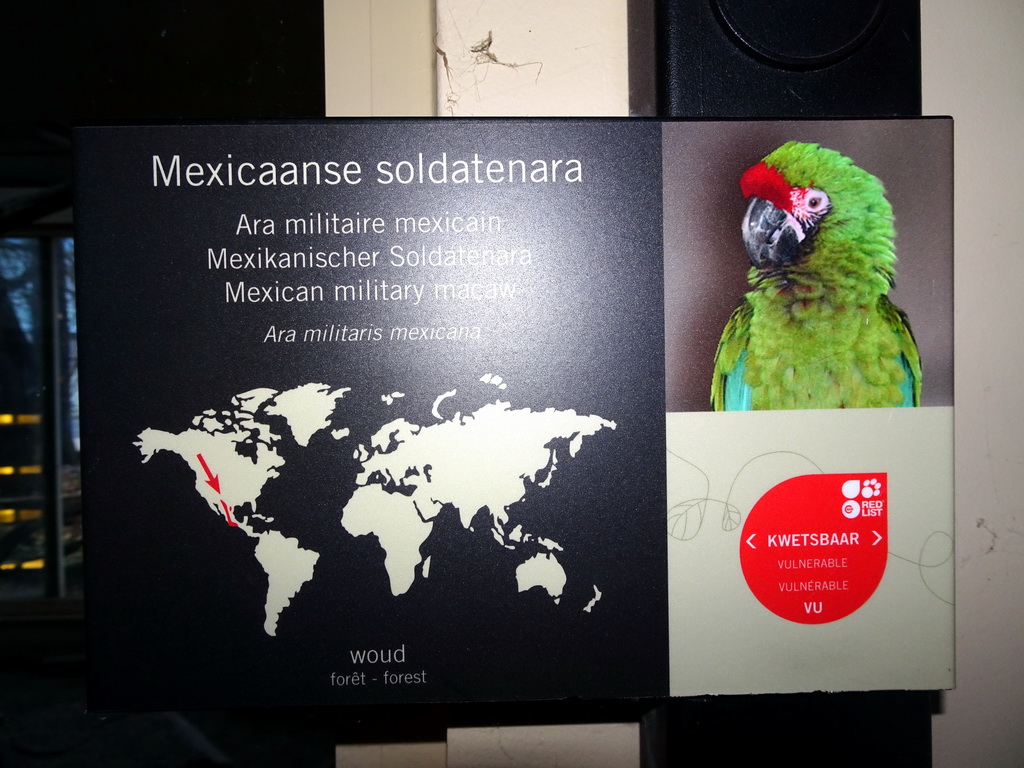 Explanation on the Mexican Military Macaw at the Bird Building at the Antwerp Zoo