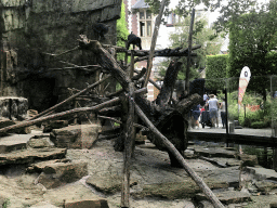 Hamadryas Baboons at the Antwerp Zoo