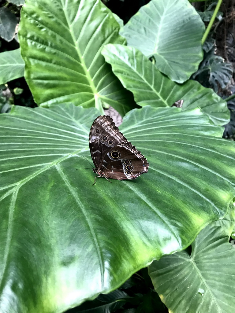 Butterfly at the Butterfly Garden at the Antwerp Zoo