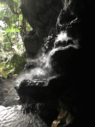 Waterfall at the Butterfly Garden at the Antwerp Zoo