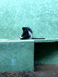 Black-and-white Colobus at the Monkey Building at the Antwerp Zoo