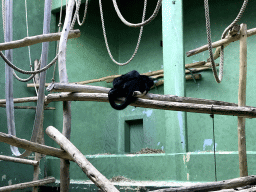 Black-headed Spider Monkeys at the Monkey Building at the Antwerp Zoo