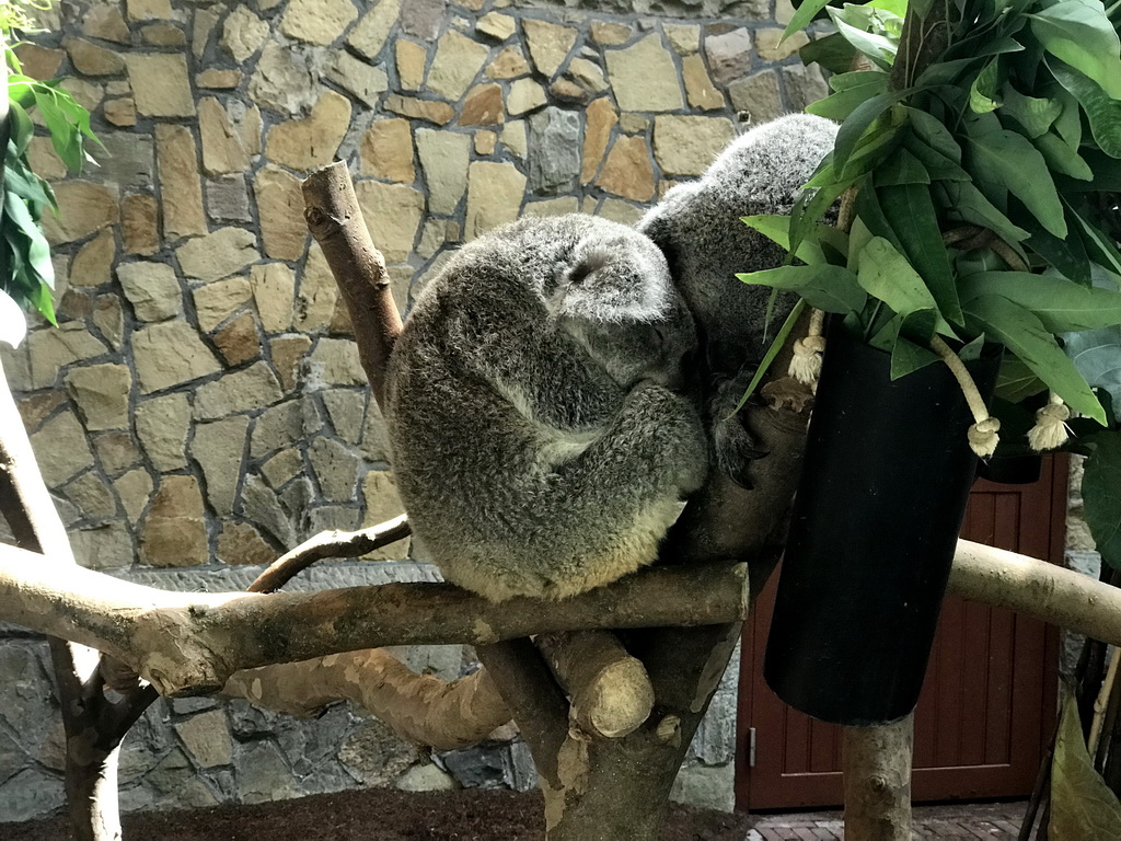 Queensland Koalas at the Antwerp Zoo