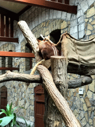 Goodfellow`s Tree-Kangaroo at the Antwerp Zoo