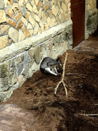 Dusky Pademelon at the Antwerp Zoo