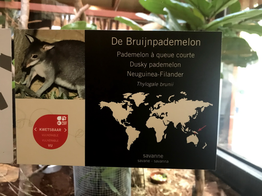 Explanation on the Dusky Pademelon at the Antwerp Zoo
