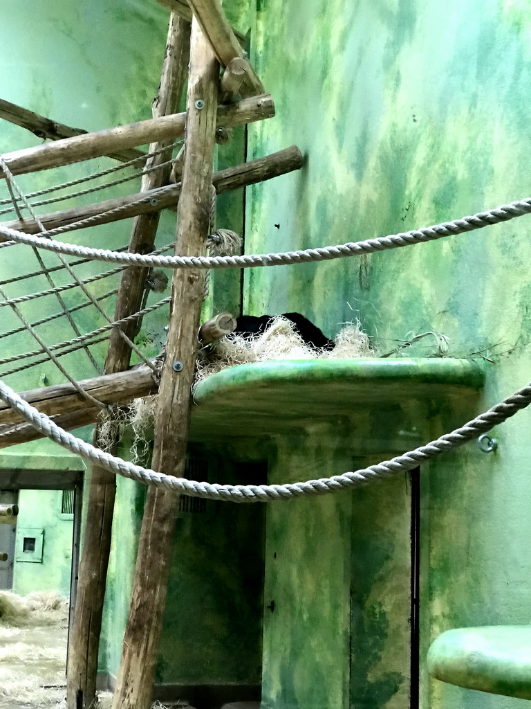 Chimpanzee at the Primate Building at the Antwerp Zoo