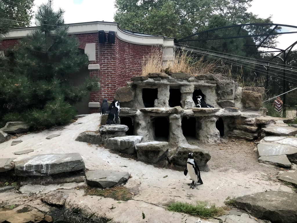 African Penguins at the Rotunda Building at the Antwerp Zoo