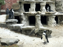 African Penguins at the Rotunda Building at the Antwerp Zoo