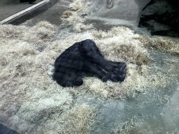 Chimpanzee at the Primate Building at the Antwerp Zoo