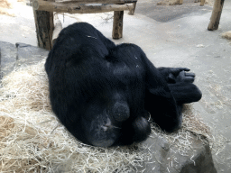 Chimpanzee at the Primate Building at the Antwerp Zoo