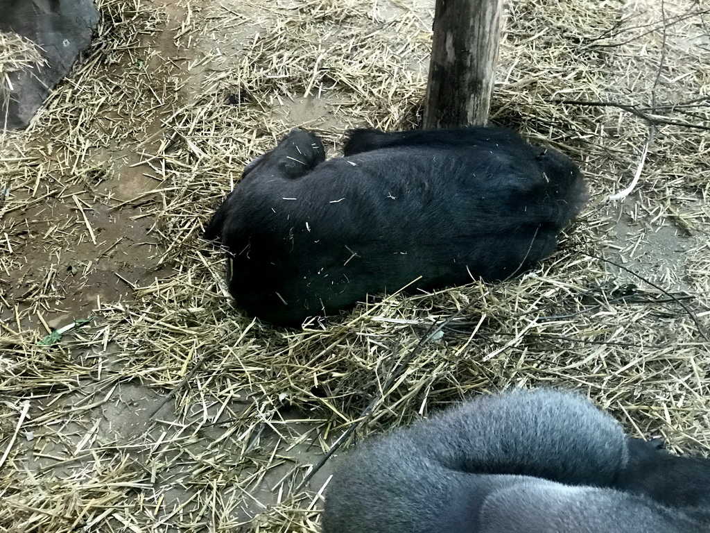 Chimpanzees at the Primate Building at the Antwerp Zoo