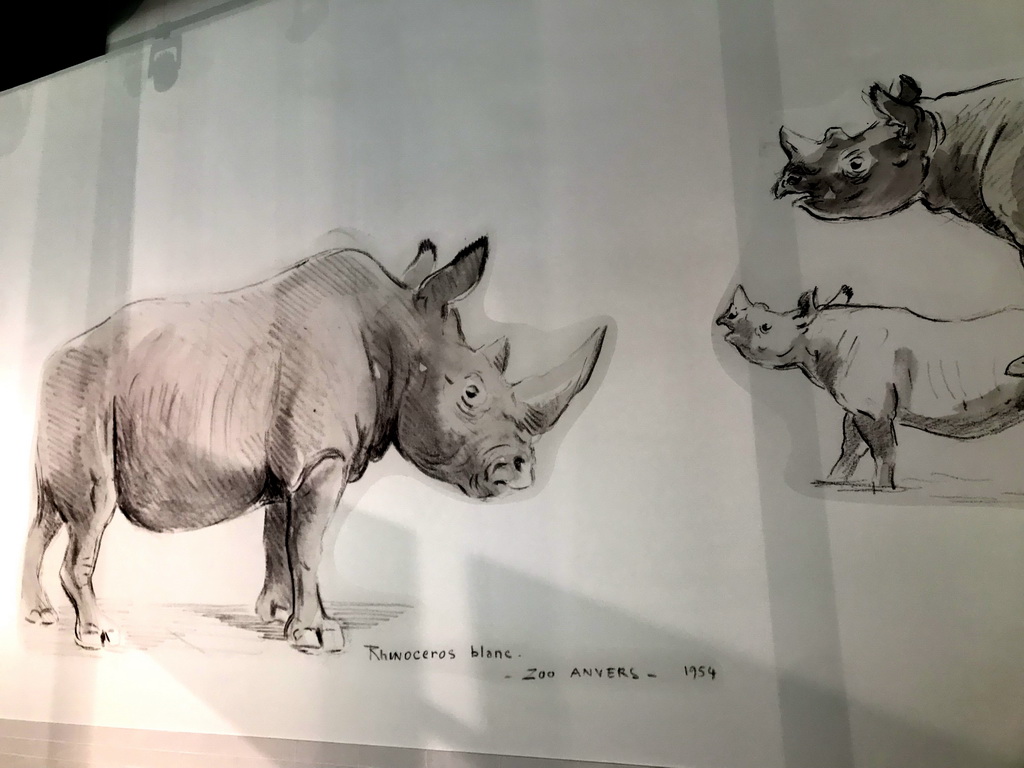 Rhinoceros drawing at the Savanne Restaurant at the Antwerp Zoo