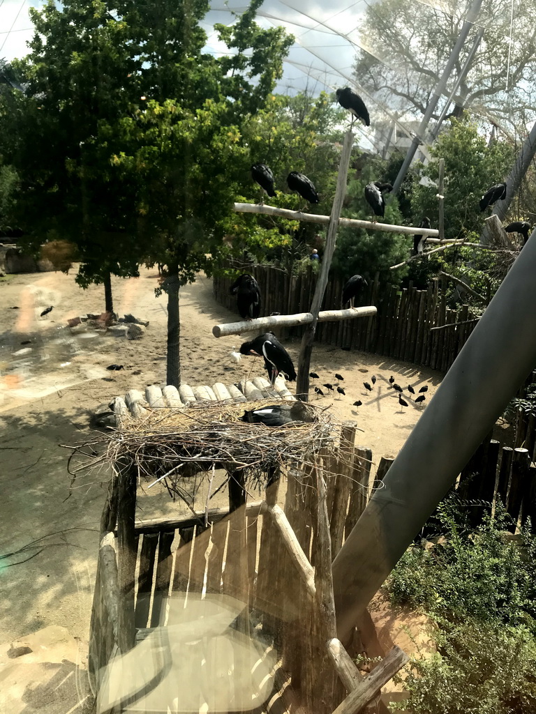 Birds at the Savannah at the Antwerp Zoo, viewed from the Savanne Restaurant