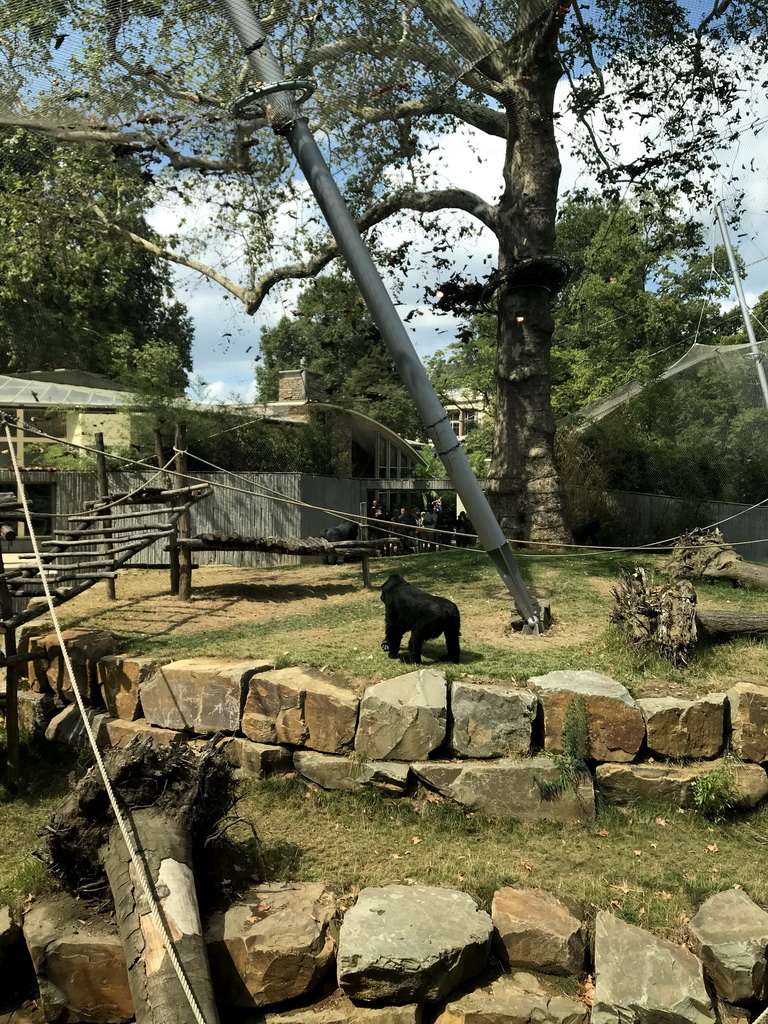 Gorillas at the Primate Enclosure at the Antwerp Zoo, viewed from the Savanne Restaurant