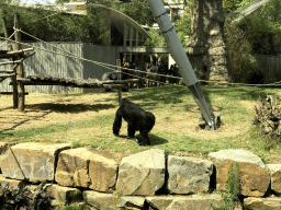 Gorillas at the Primate Enclosure at the Antwerp Zoo, viewed from the Savanne Restaurant