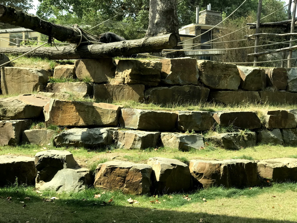 Gorilla at the Primate Enclosure at the Antwerp Zoo, viewed from the Kitum Cave