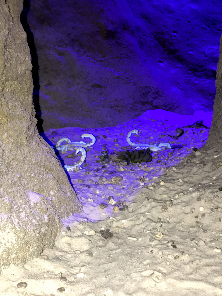 Scorpions at the Kitum Cave at the Antwerp Zoo