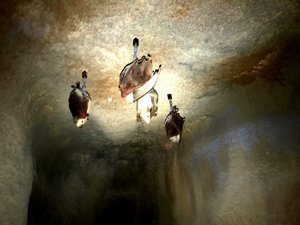 Bats at the Kitum Cave at the Antwerp Zoo