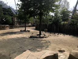 African Buffalo and birds of the Savannah at the Antwerp Zoo