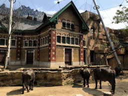 African Buffalos at the Savannah at the Antwerp Zoo