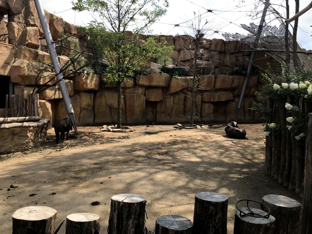 African Buffalos at the Savannah at the Antwerp Zoo